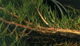 Symptoms of winter-injury of container grown nursery stock